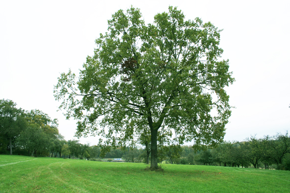 Baum Heimsheim