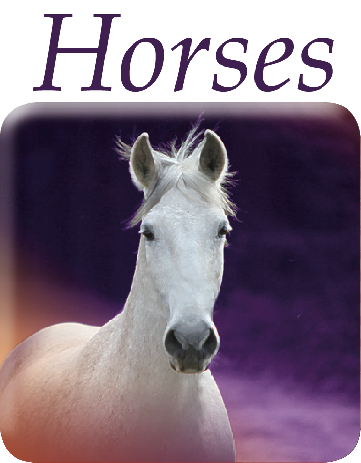 Horses Typo